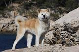 AKITA INU 330